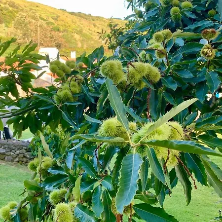 Casa Do Açor - Villaverde Azores Casa de Férias Feteiras