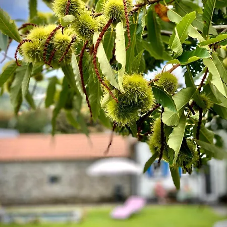 Casa Do Açor - Villaverde Azores Hébergement de vacances Feteiras